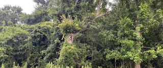 00000 Central Avenue, Summerville, SC 29483