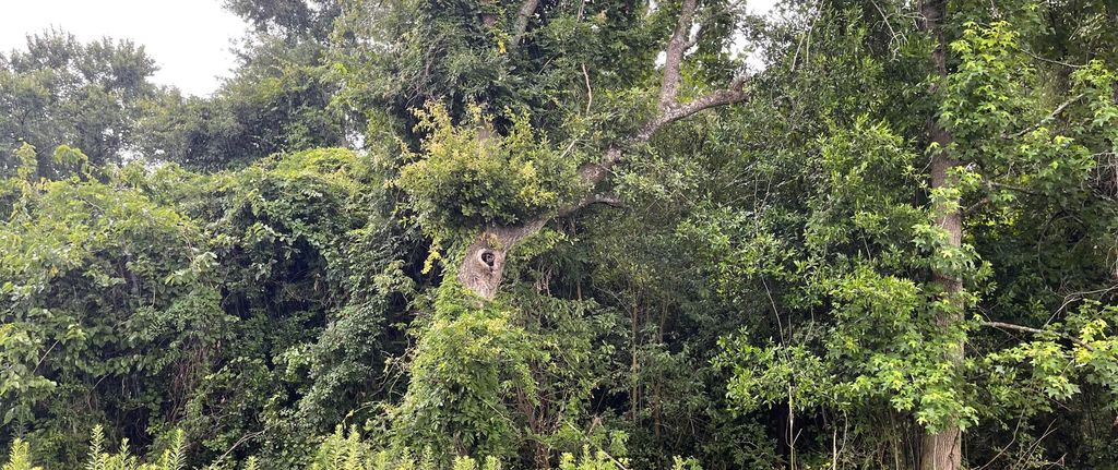 00000 Central Avenue, Summerville, SC 29483