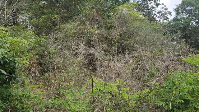Lot 10 B53 Sweetleaf Lane, Plantersville, TX 77363