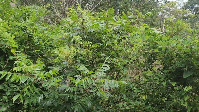 Lot 10 B53 Sweetleaf Lane, Plantersville, TX 77363