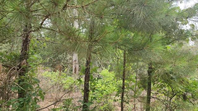 Lot 10 B53 Sweetleaf Lane, Plantersville, TX 77363