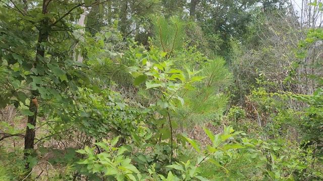 Lot 10 B53 Sweetleaf Lane, Plantersville, TX 77363