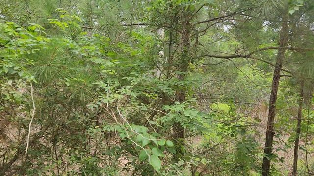 Lot 10 B53 Sweetleaf Lane, Plantersville, TX 77363