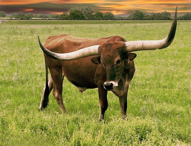 736 Covered Bridge DR, Driftwood, TX 78619