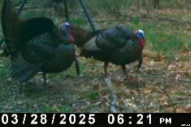 00 Winstead Road, Cobden, IL 62920