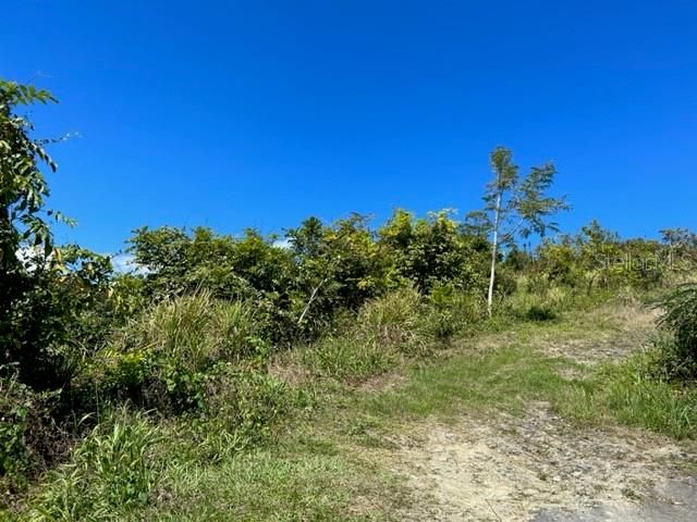 Sector Los Sola BO TURABO, Caguas, PR 00725