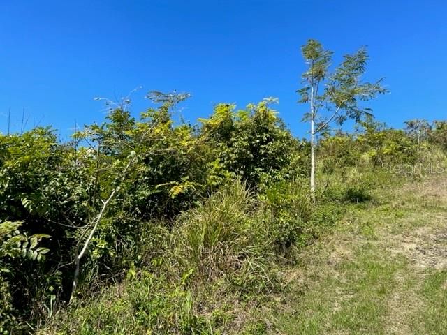 Sector Los Sola BO TURABO, Caguas, PR 00725