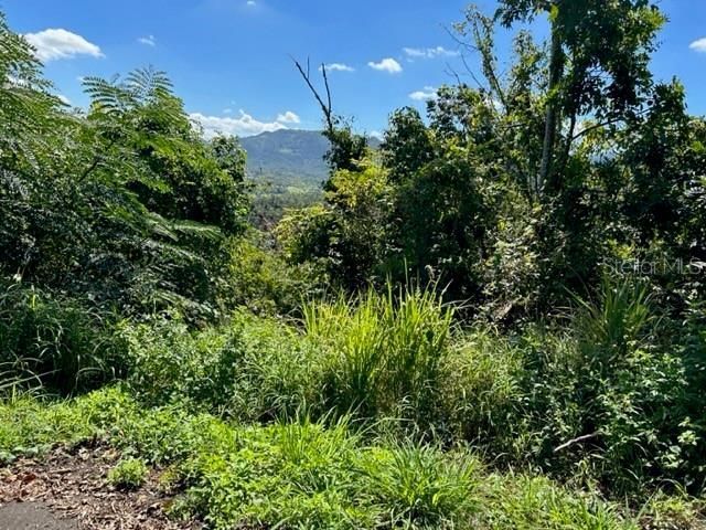 Sector Los Sola BO TURABO, Caguas, PR 00725