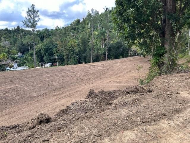 Sector Los Sola BO TURABO, Caguas, PR 00725