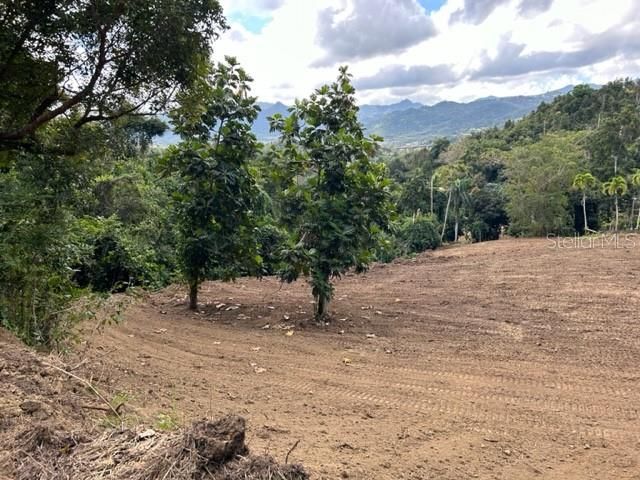 Sector Los Sola BO TURABO, Caguas, PR 00725