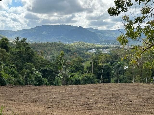 Sector Los Sola BO TURABO, Caguas, PR 00725