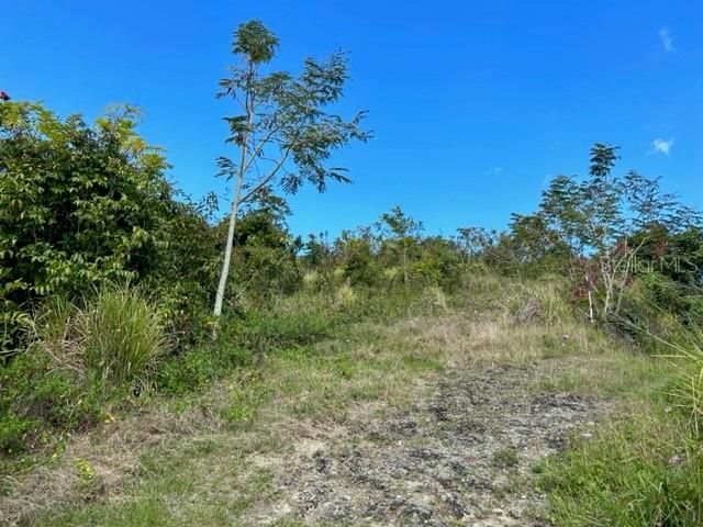 Sector Los Sola BO TURABO, Caguas, PR 00725