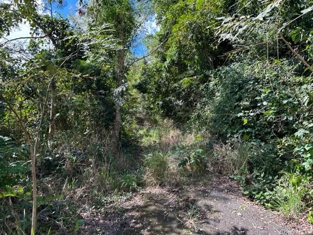 Sector Los Sola BO TURABO, Caguas, PR 00725