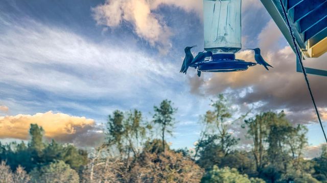 2661 Mountain Oak, Rescue, CA 95672