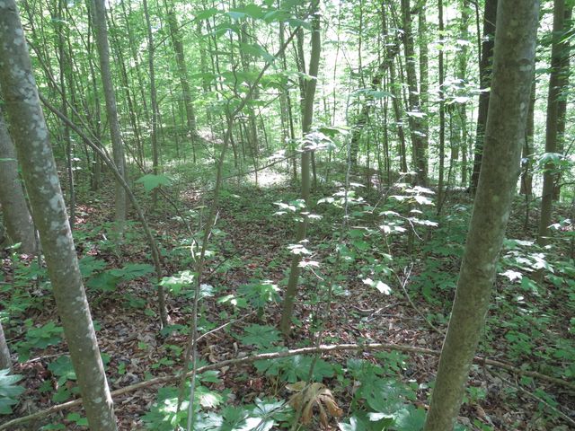 9999 Lots 225,227,228231 Stillwater, Russell Springs, KY 42642