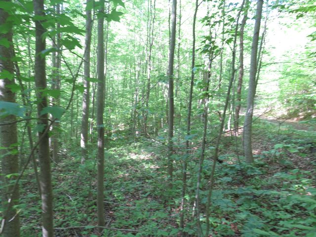 9999 Lots 225,227,228231 Stillwater, Russell Springs, KY 42642