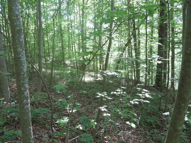 9999 Lots 225,227,228231 Stillwater, Russell Springs, KY 42642