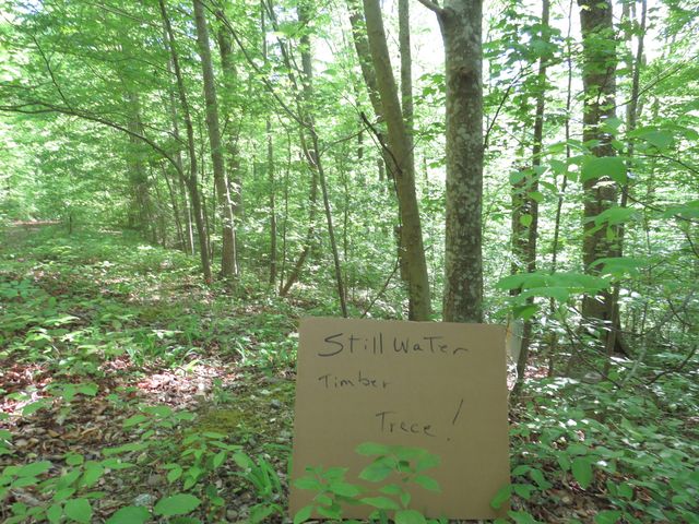 9999 Lots 225,227,228231 Stillwater, Russell Springs, KY 42642