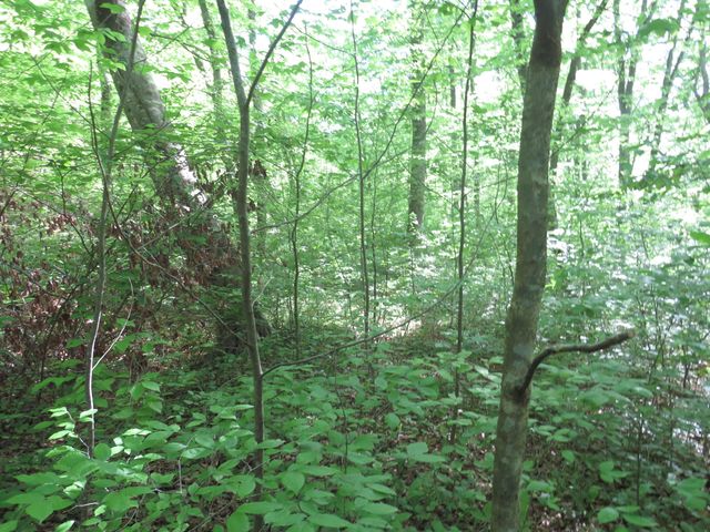 9999 Lots 225,227,228231 Stillwater, Russell Springs, KY 42642