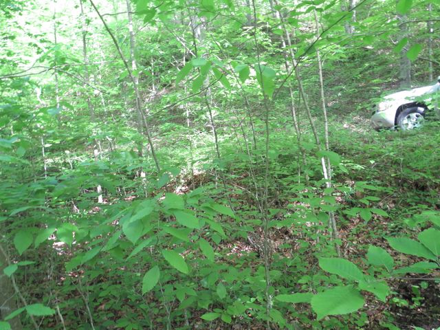 9999 Lots 225,227,228231 Stillwater, Russell Springs, KY 42642