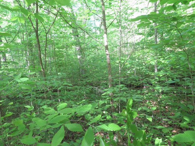 9999 Lots 225,227,228231 Stillwater, Russell Springs, KY 42642