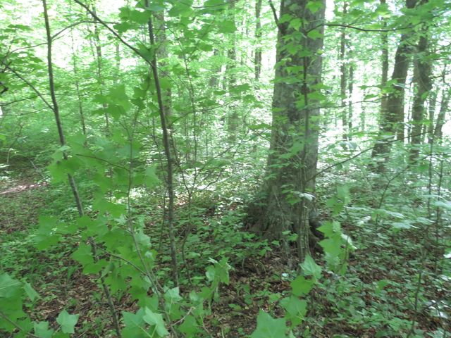 9999 Lots 225,227,228231 Stillwater, Russell Springs, KY 42642