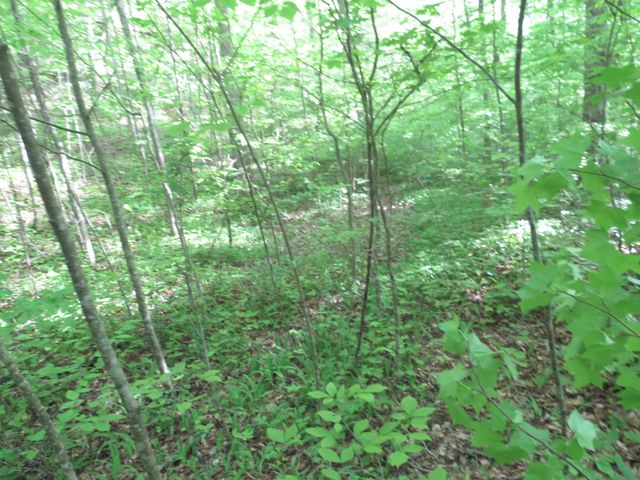 9999 Lots 225,227,228231 Stillwater, Russell Springs, KY 42642