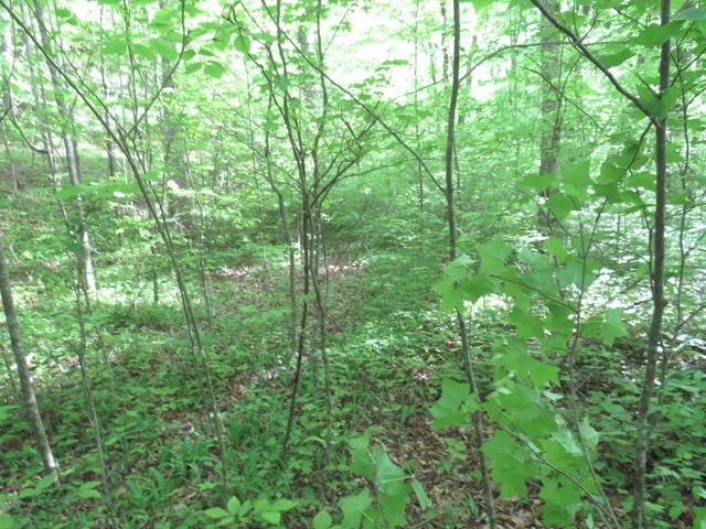 9999 Lots 225,227,228231 Stillwater, Russell Springs, KY 42642