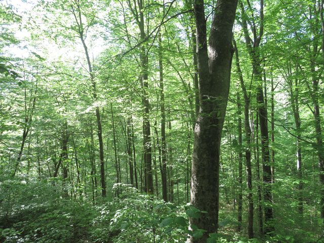 9999 Lots 225,227,228231 Stillwater, Russell Springs, KY 42642