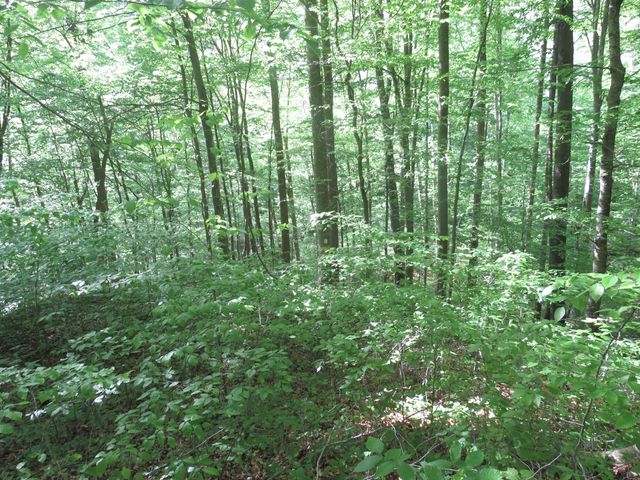 9999 Lots 225,227,228231 Stillwater, Russell Springs, KY 42642