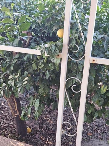 33342 Tubac Trail, Thousand Palms, CA 92276