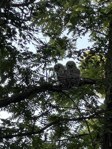 2233 Cedar Park Court SE, Rochester, MN 55904