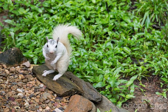 19 Forge Drive, Mills River, NC 28759