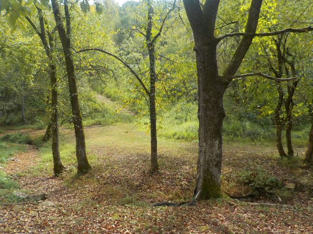0 Rogues Fork Road, Bethpage, TN 37022