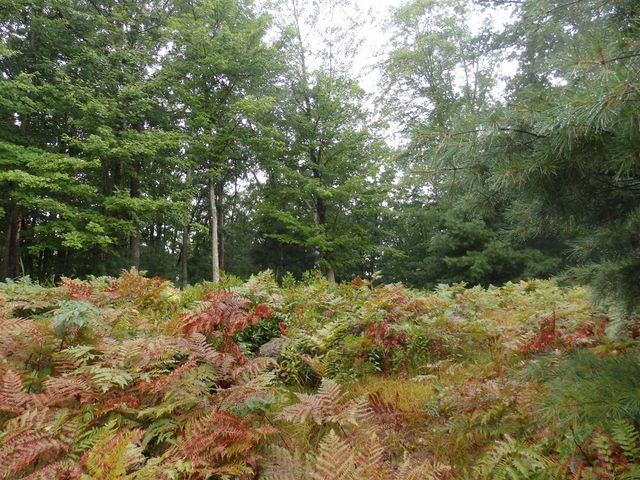 Shingle Mill Way, Manistee, MI 49660