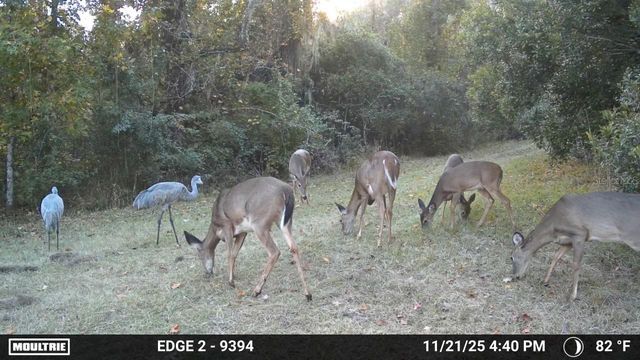 11816 SE COUNTY ROAD 234, Micanopy, FL 32667