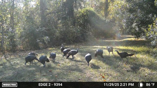 11816 SE COUNTY ROAD 234, Micanopy, FL 32667