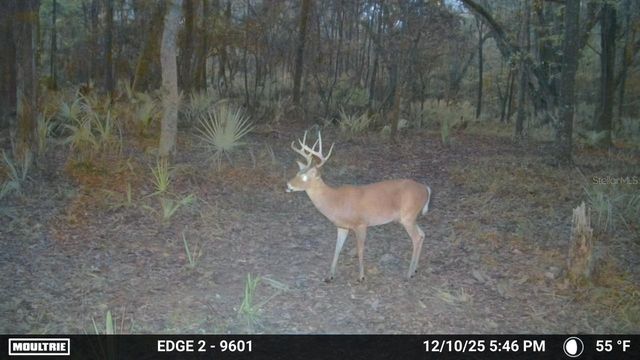 11816 SE COUNTY ROAD 234, Micanopy, FL 32667