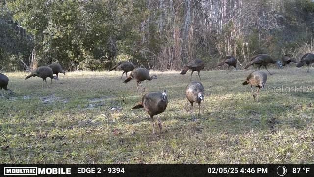 11816 SE COUNTY ROAD 234, Micanopy, FL 32667