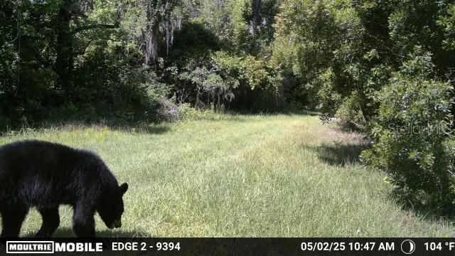 11816 SE COUNTY ROAD 234, Micanopy, FL 32667