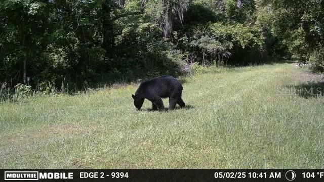 11816 SE COUNTY ROAD 234, Micanopy, FL 32667