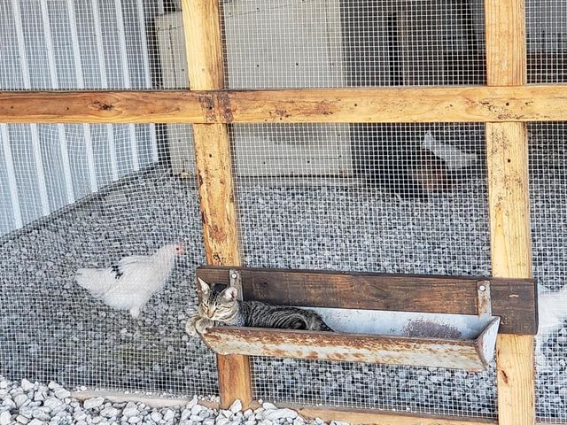 2611 Zachary Drive, Blue Ridge, TX 75424