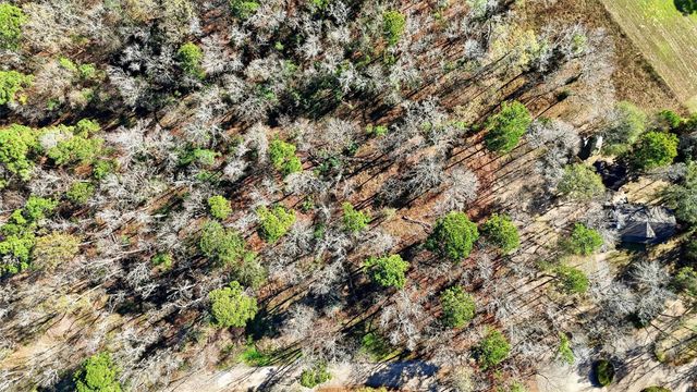 Lots 81 & 82 Lake Oaks Circle, Coldspring, TX 77331