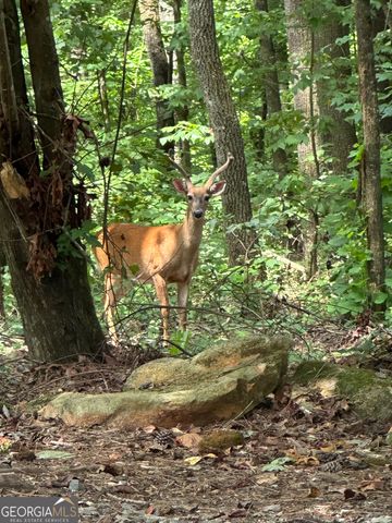 4542 Clear Creek Road, Ellijay, GA 30536