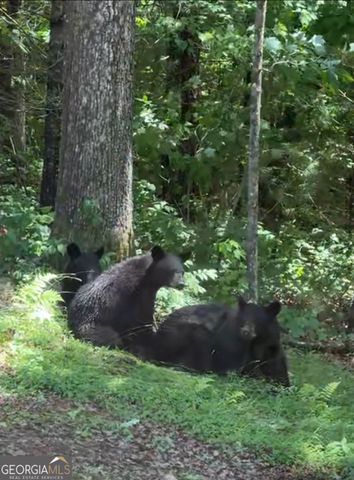 4542 Clear Creek Road, Ellijay, GA 30536