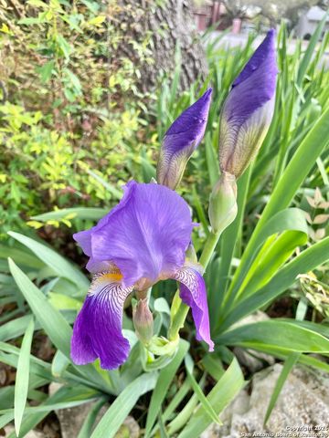 29607 Terra Bella, Boerne, TX 78015