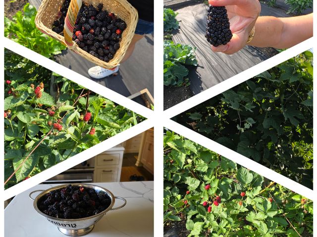 404 Caesar Drive, Barrington Hills, IL 60010