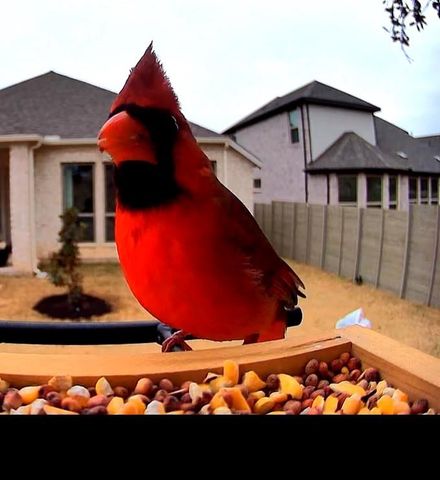 100 Peach Orchard LN, Georgetown, TX 78628