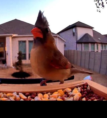 100 Peach Orchard LN, Georgetown, TX 78628