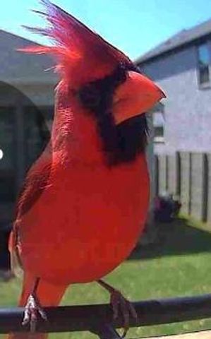 100 Peach Orchard LN, Georgetown, TX 78628